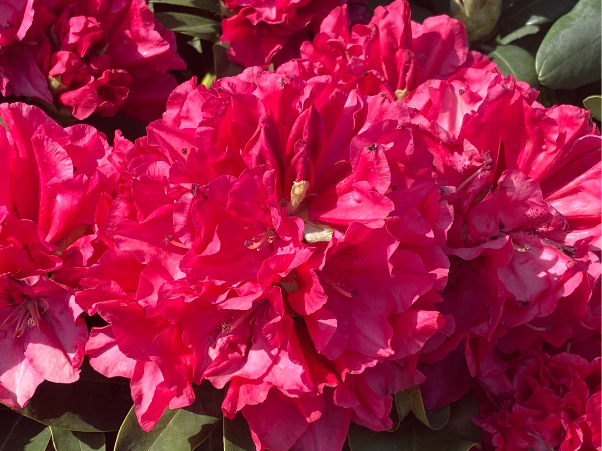 sonia maria da silva tweet media