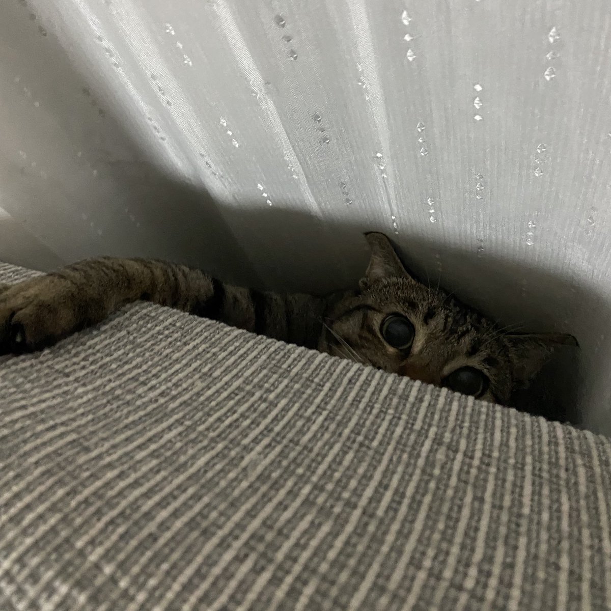 いえもり tweet media