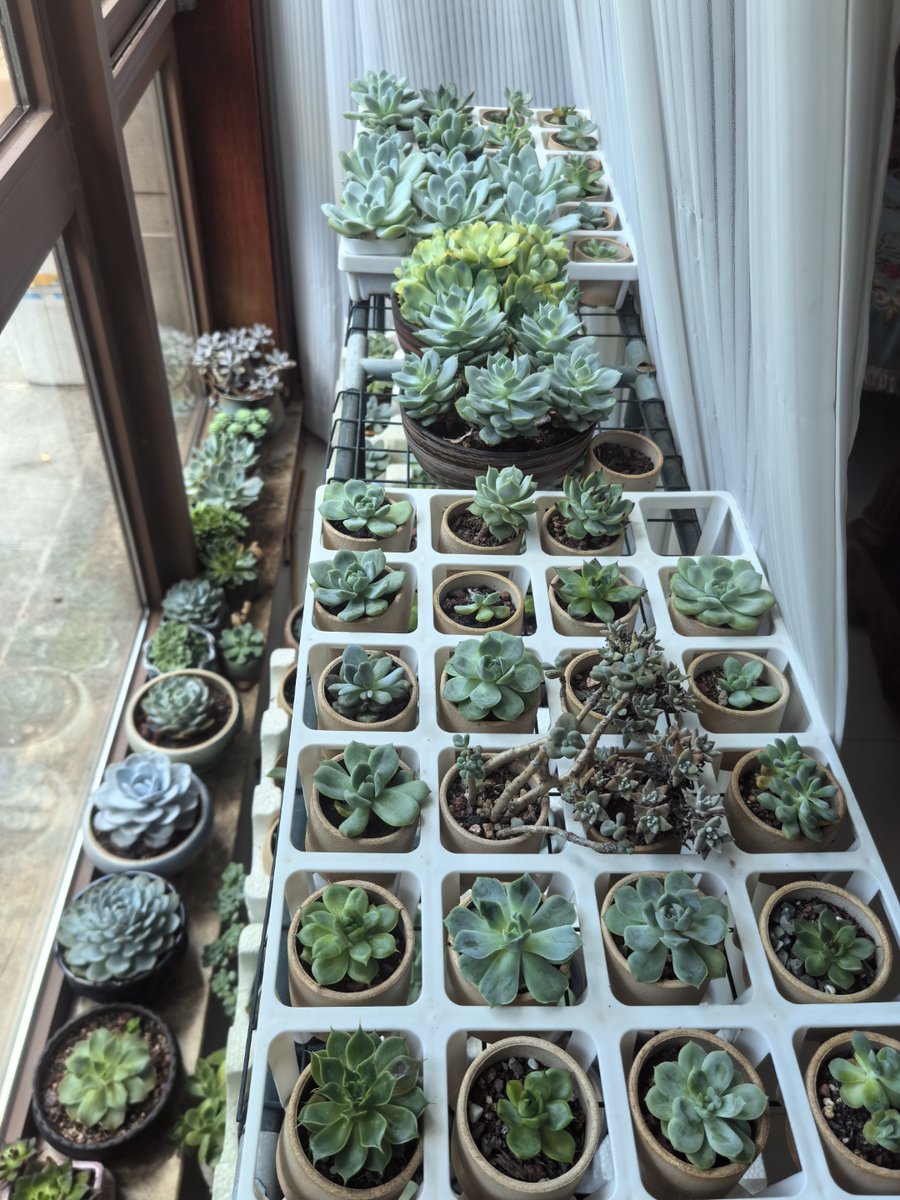 luis hernandez tweet media