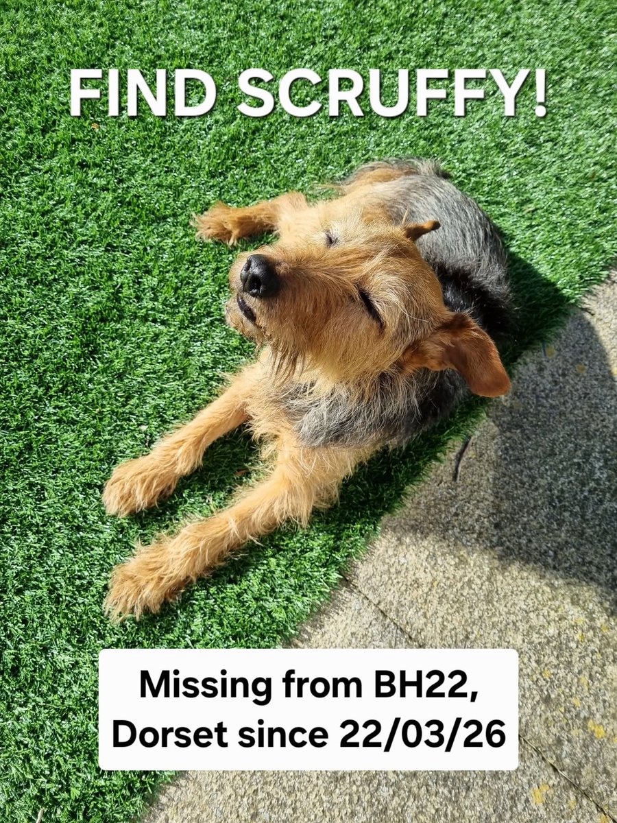 Missing Pets GB tweet media