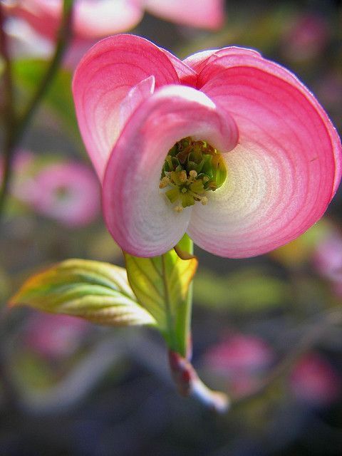 Untamedpath's tweet image. Nature's verses in full bloom 📖🌸
#NaturePoetry #FlowerQuotes #BloomInspo #EarthsArt