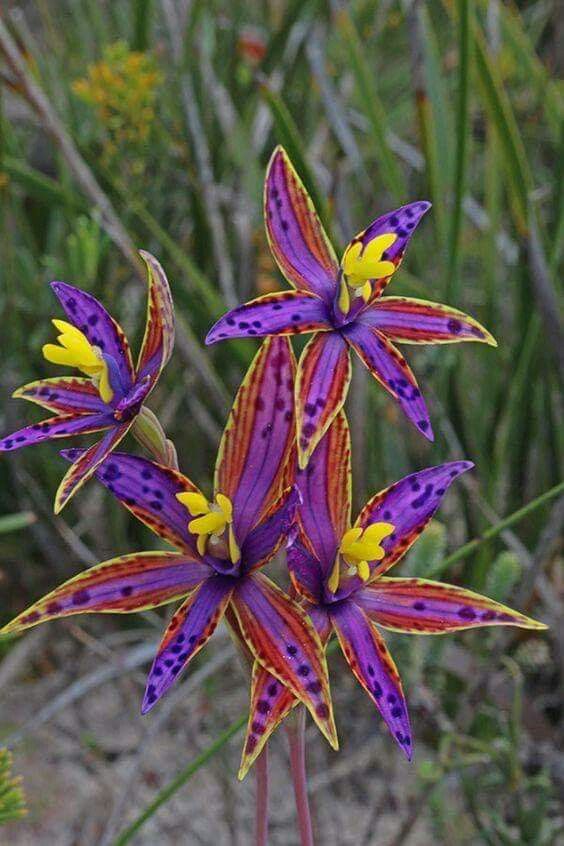Untamedpath's tweet photo. Let these petals whisper the earth's sweetest song 🎶🌺
#FlowerQuotes #NatureBeauty #PetalsAndPeace #Wildflowers https://t.co/SGKPZZb3mU