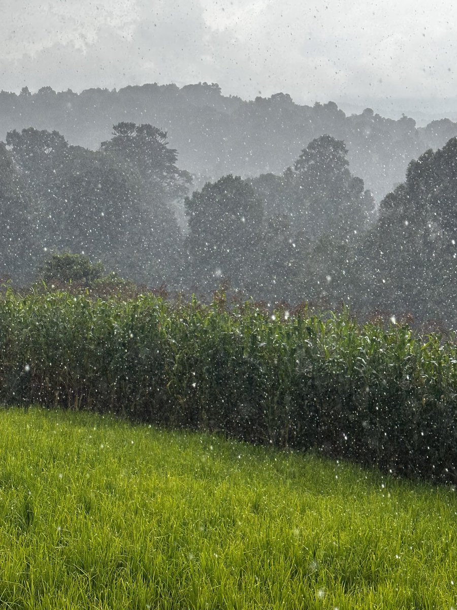 Dr. Kipkoech Cheruiyot tweet media