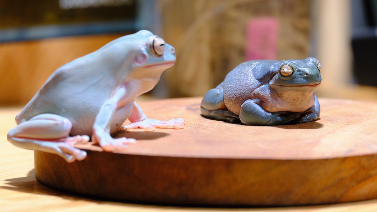 世界カエル指食われ協会 tweet media