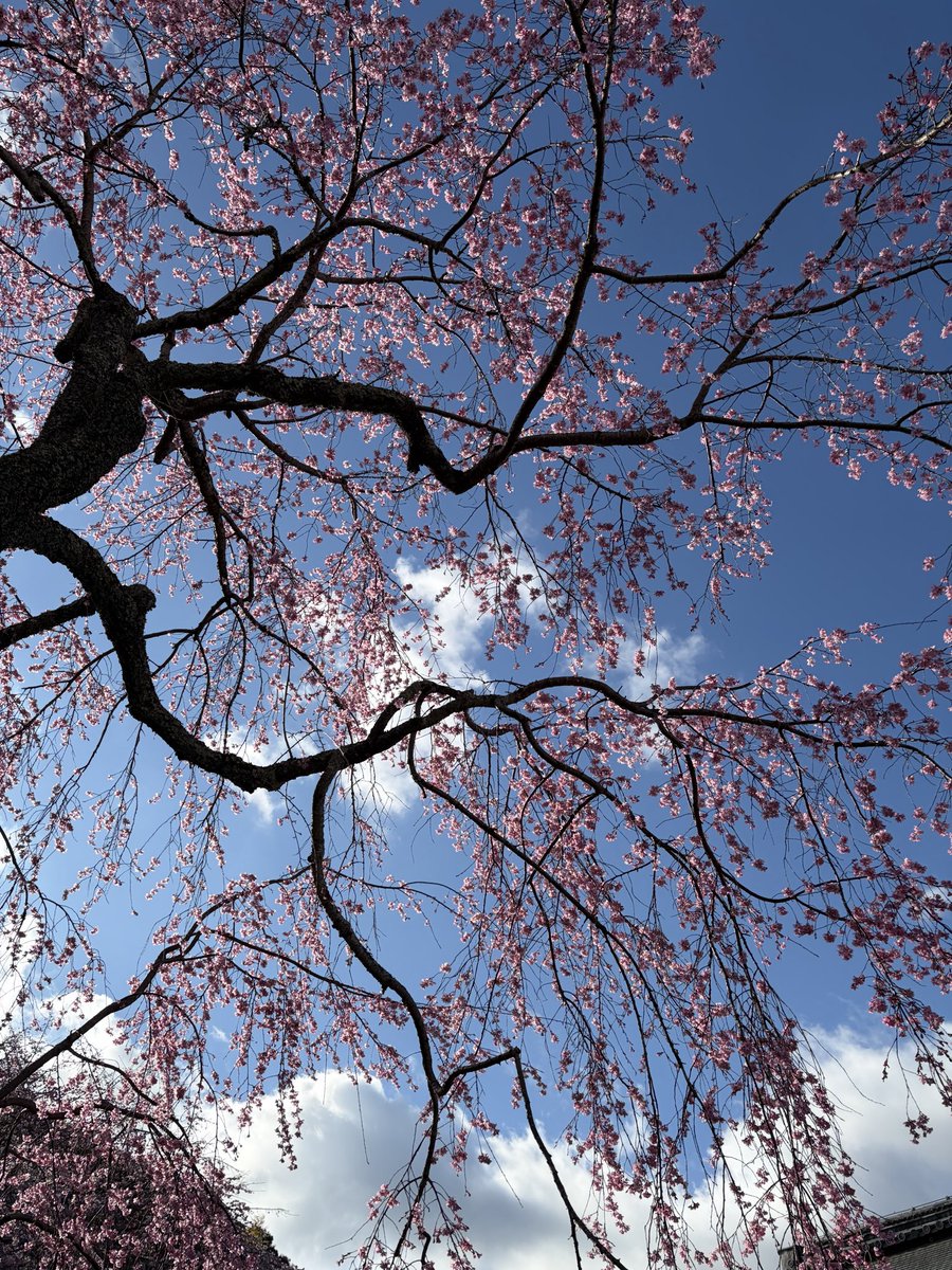 みきですっ tweet media