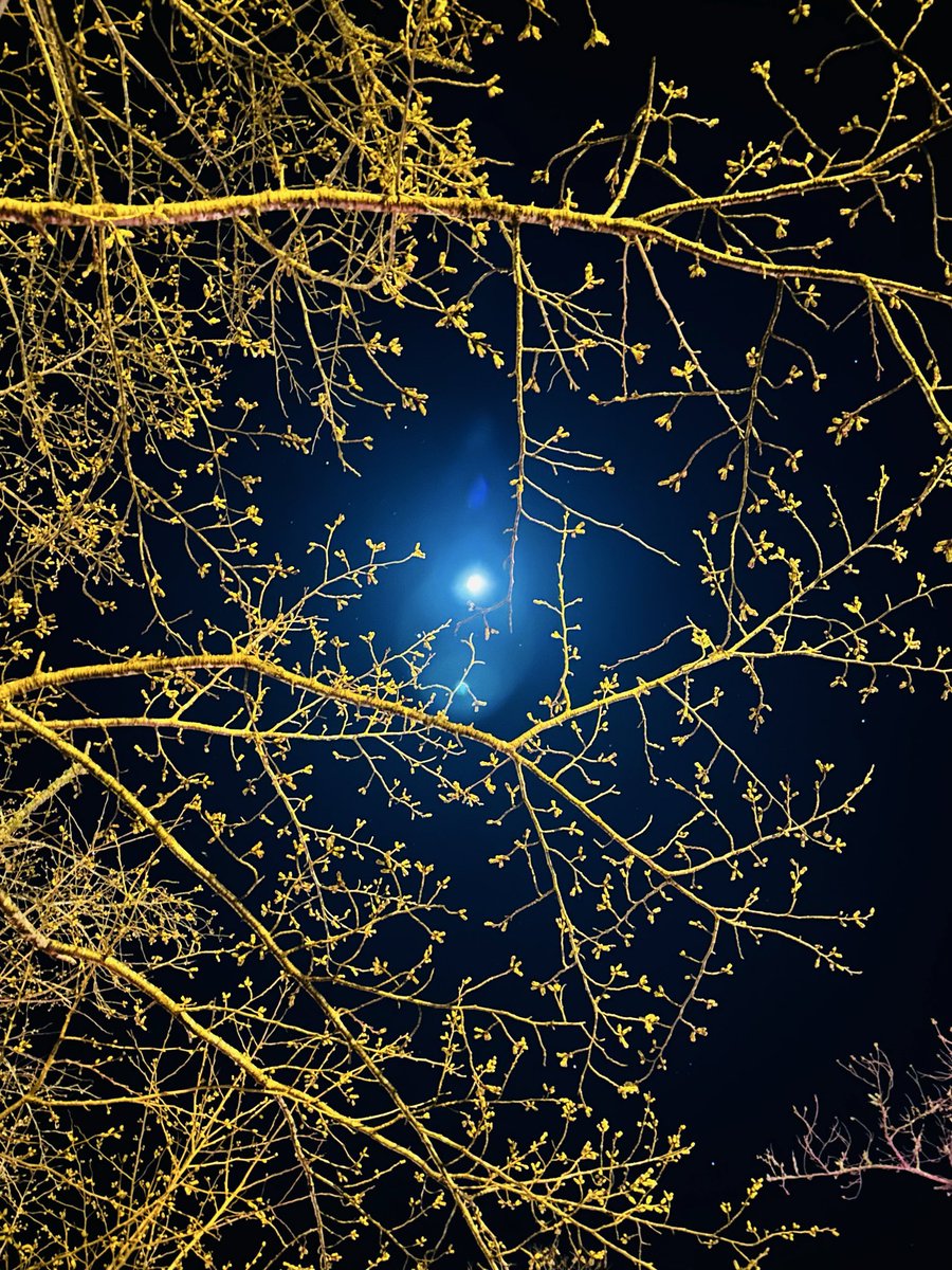 国山世良子 tweet media