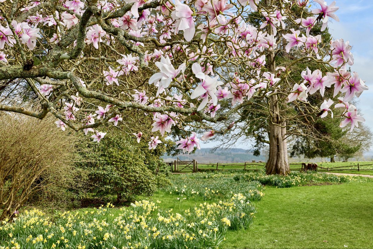 GaryCosham's tweet photo. Magnolia trees in blossom are so beautiful to look at , I always hope I do them justice when photographing them . https://t.co/i0DgusZcff