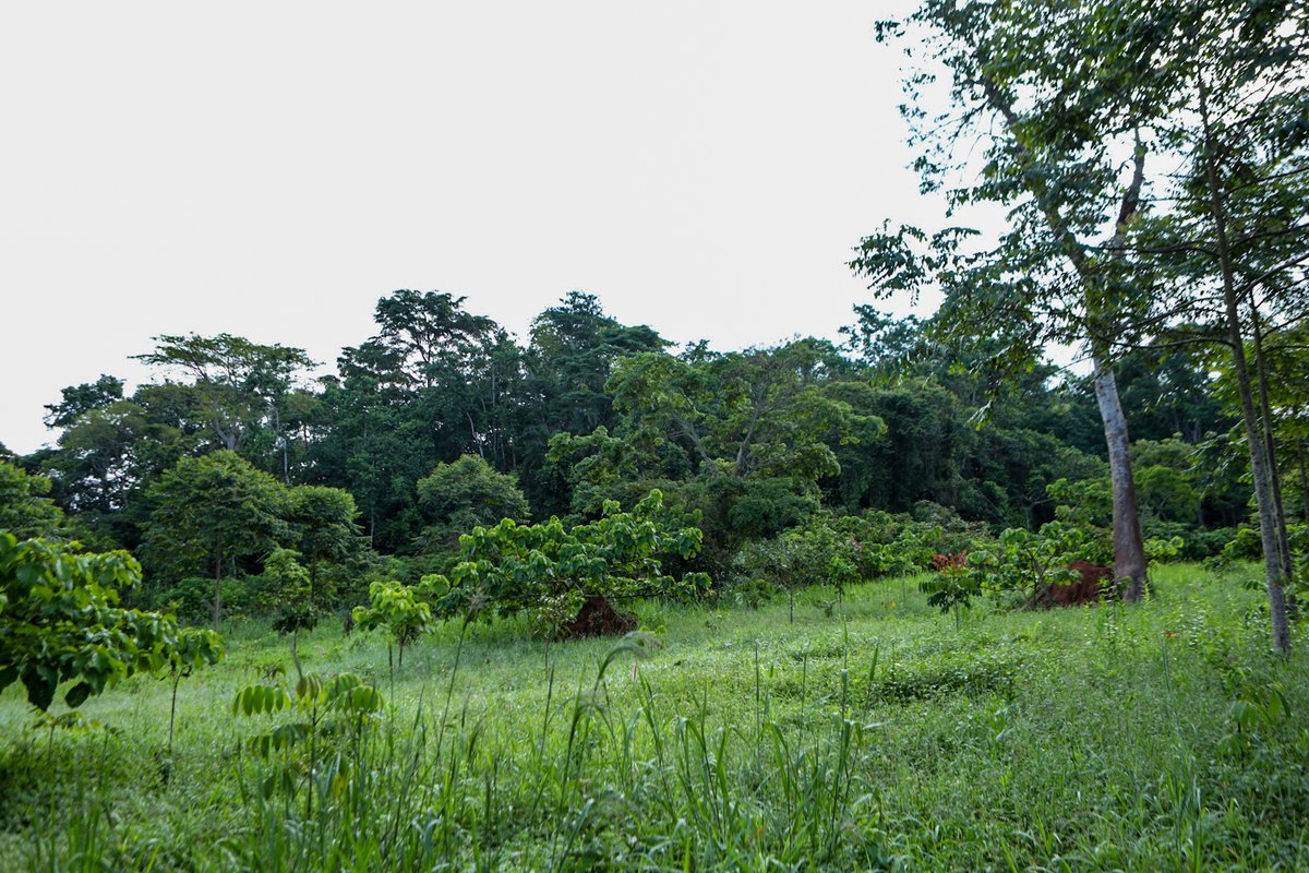 MTN Uganda Foundation tweet media