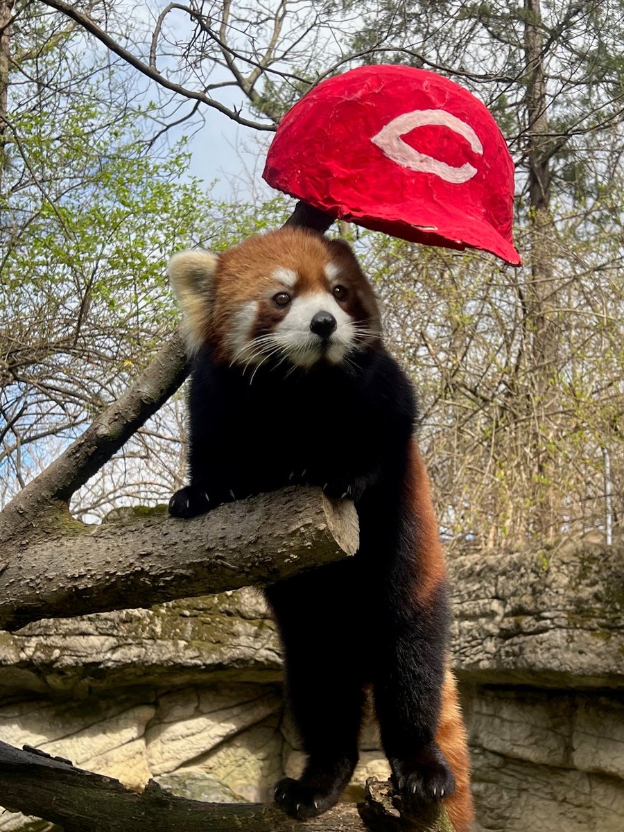 Cincinnati Zoo tweet media