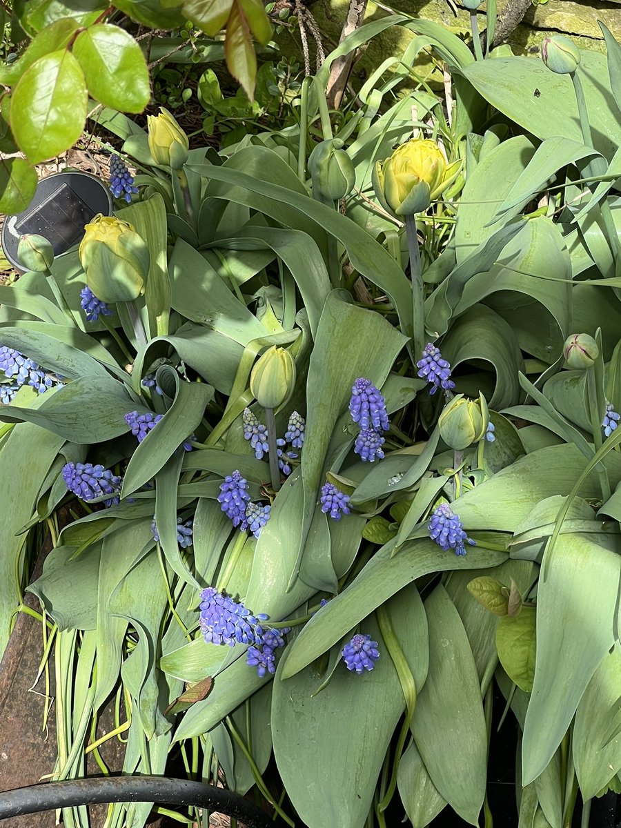 Sam Preston tweet media