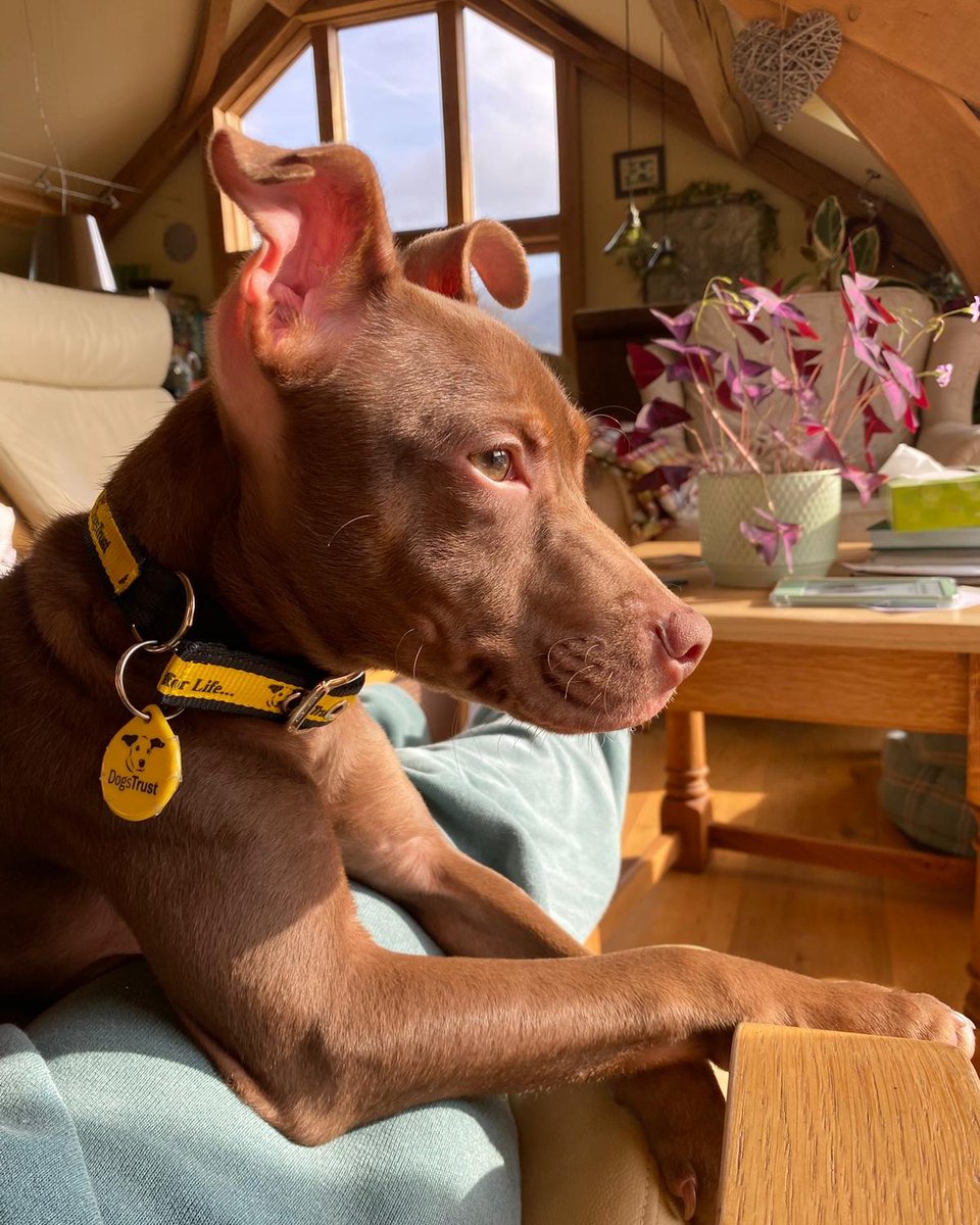 Dogs Trust 💛🐶 tweet media