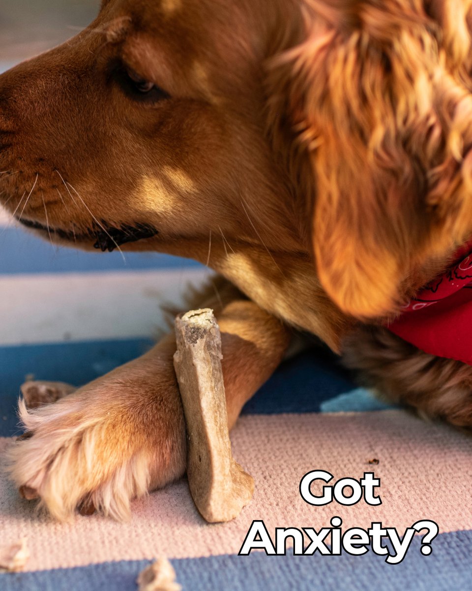 Loving Pets Corp. tweet media