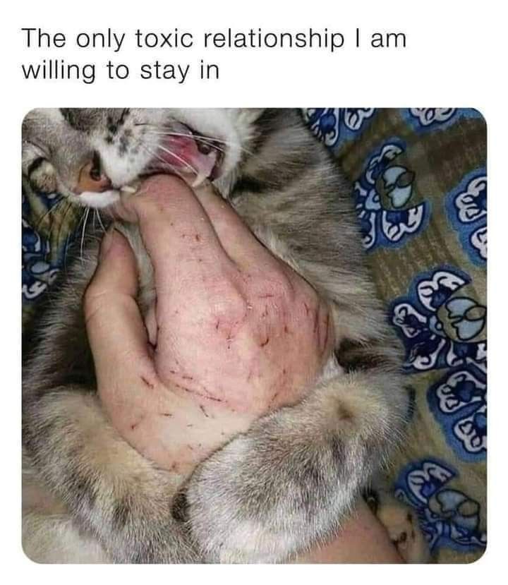 𝐒𝐜𝐫𝐨𝐥𝐥 𝐩𝐢𝐜𝐬 tweet media