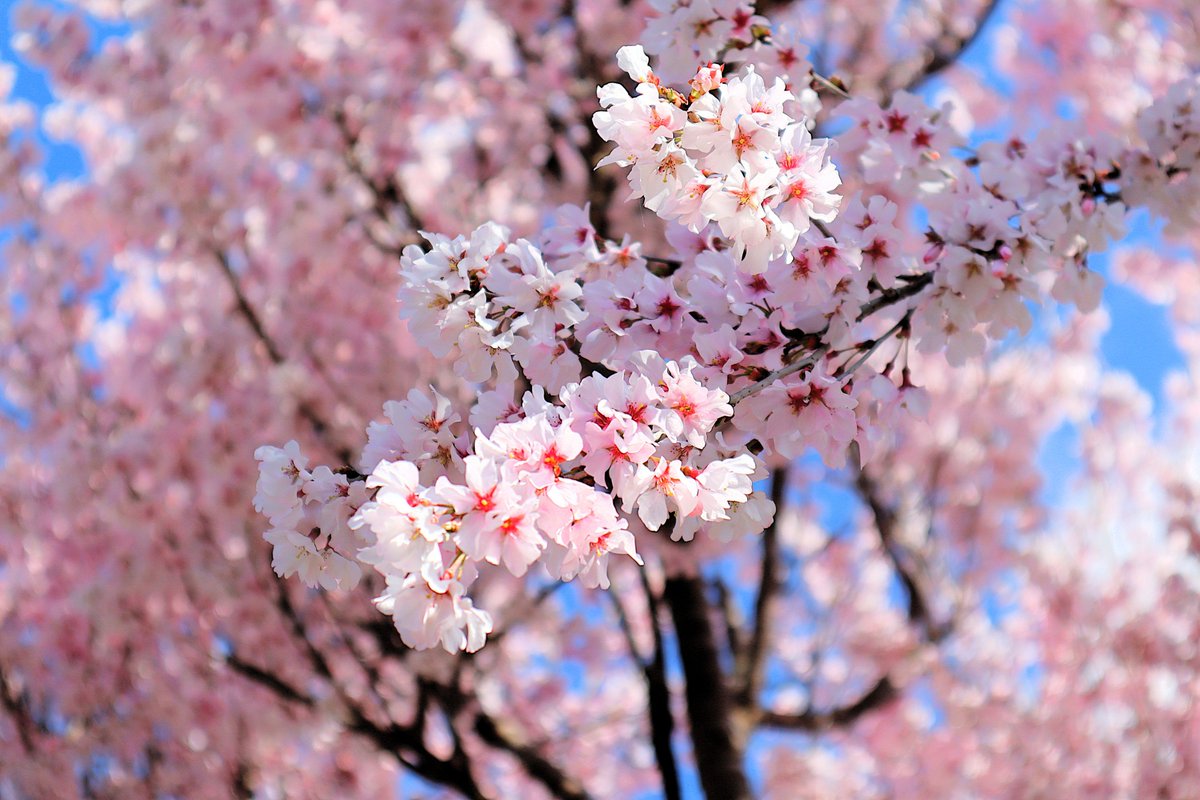 dqS7sGKhpP5Vez3's tweet image. 庭に咲く桜
ソメイヨシノより少し早く咲く
#cherryblossom🌸 
#桜
#hiroshima