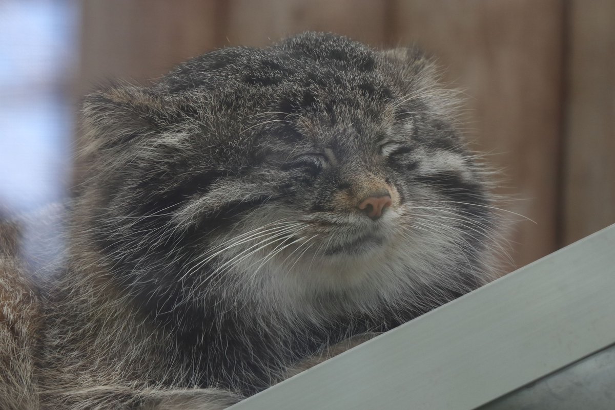 造形工房chevalier 造形作家アキ @ワンフェス夏はお休み。 tweet media