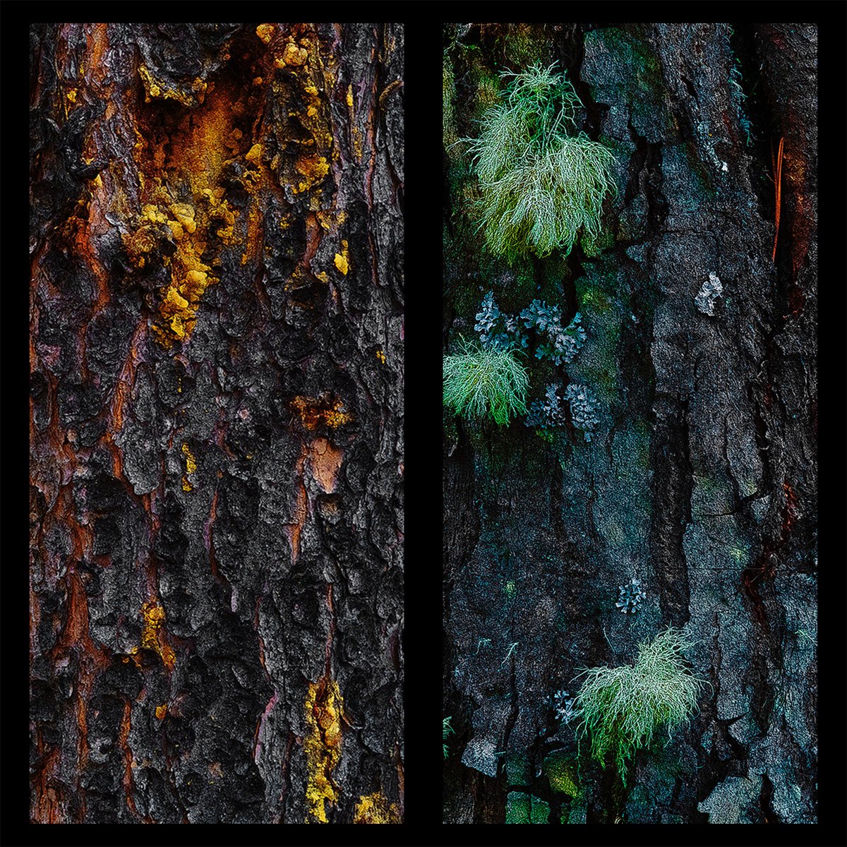 The Forest - Common Ground® tweet media