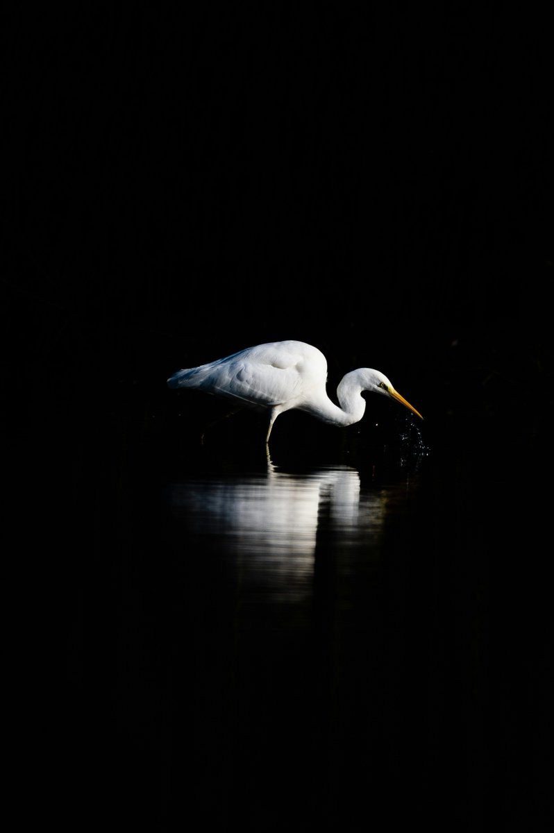 Unsplash tweet media