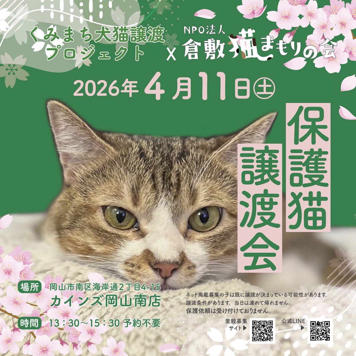 #譲渡会　#里親募集　#保護猫
岡山市✖️くみまち犬猫譲渡プロジェクト
保護猫譲渡会（予約不要）2026年4月11日（土）
岡山市南区海岸通2-4-15
カインズ岡山南店ペッツワン
13時半〜15時半
🅿️あり
お問い合わせ
☎070-8949-3628
大きめ猫さん登場
ぜひぜひご来店ください。
#ホームセンター