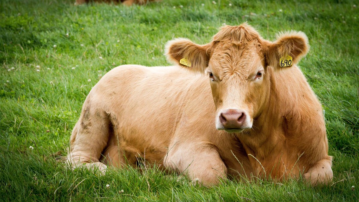 Hispanic Nomad | Remote Work, Travel, Growth tweet media