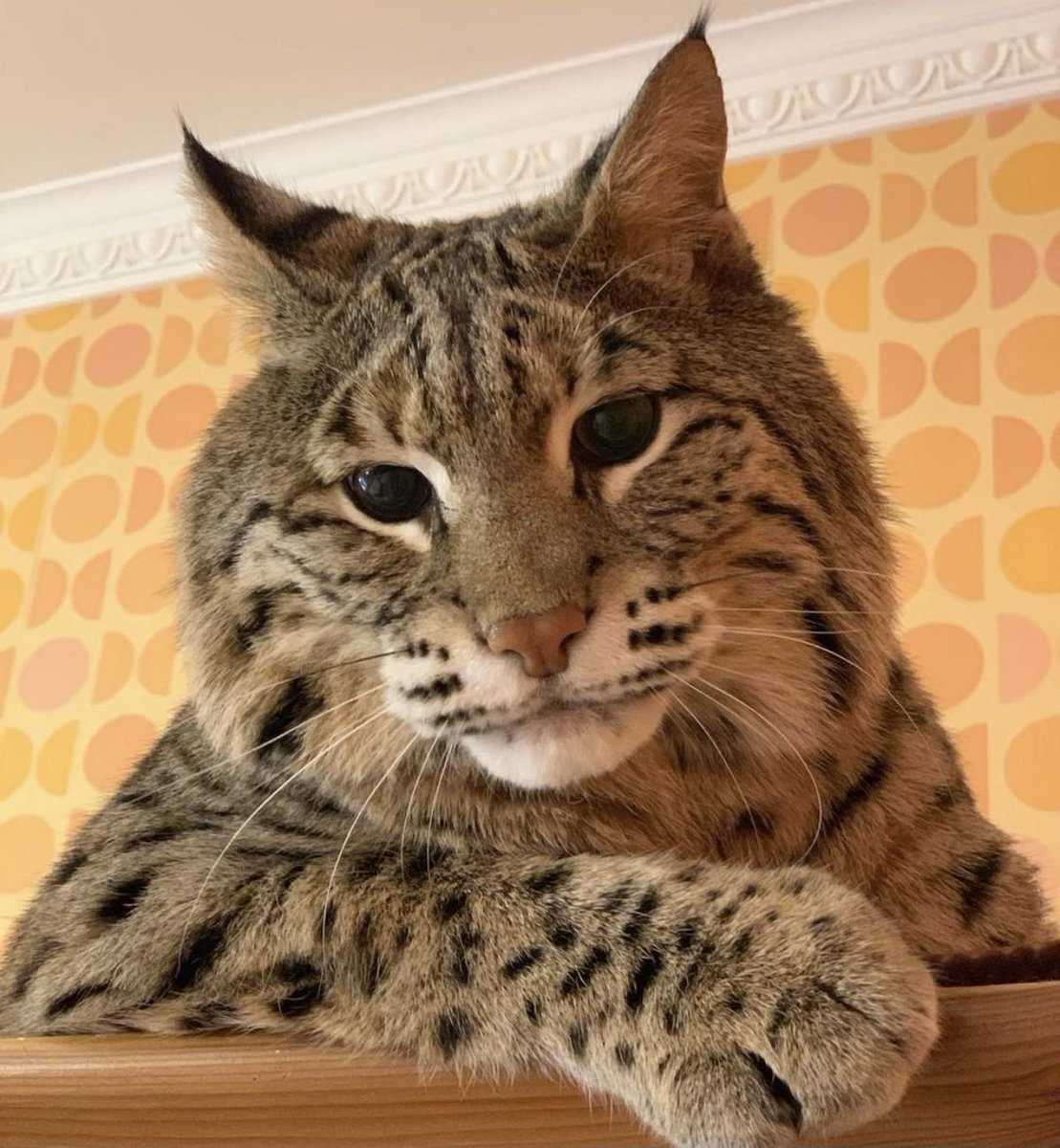 woof "pronouns" woofington tweet media