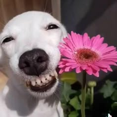 ⚙️RolandBlaster64⚙️ 3 días para 🎂 tweet media