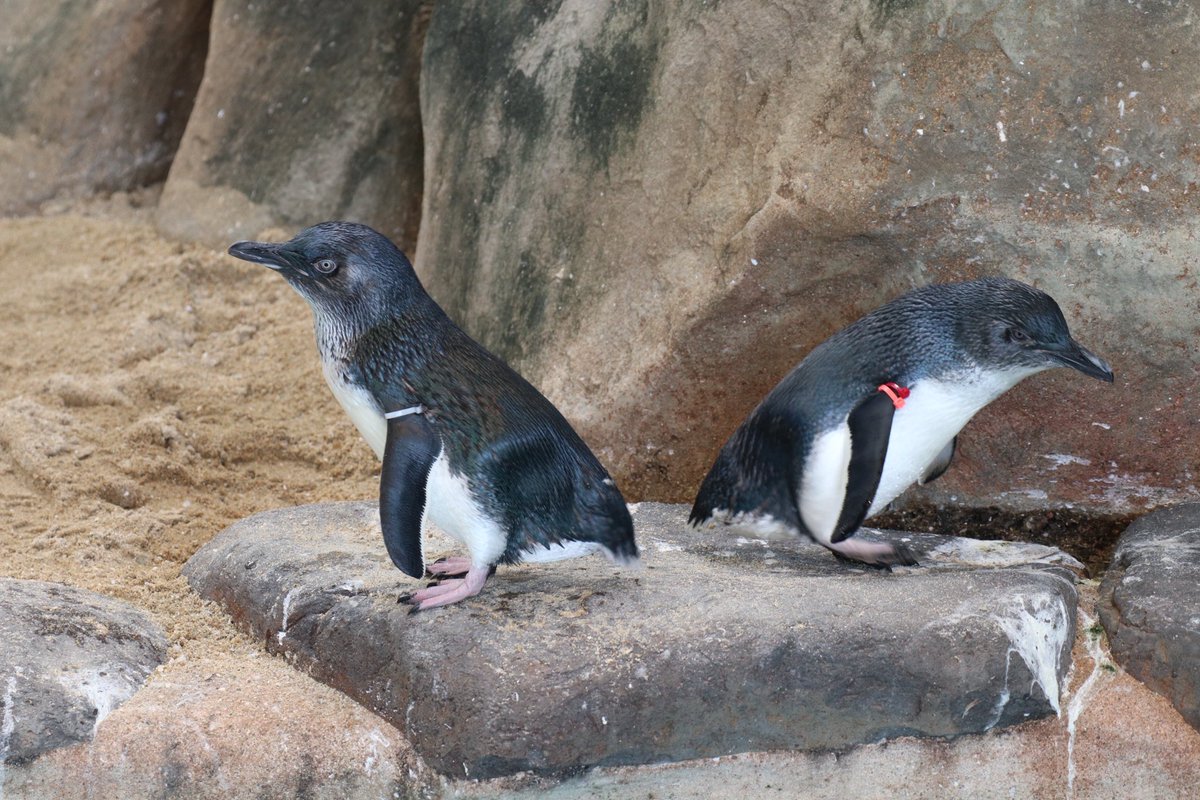 🐧🐧
右確認よしっ！ 左確認ぺんッ！
僕たち小さいから安全確認はおこたらないペン