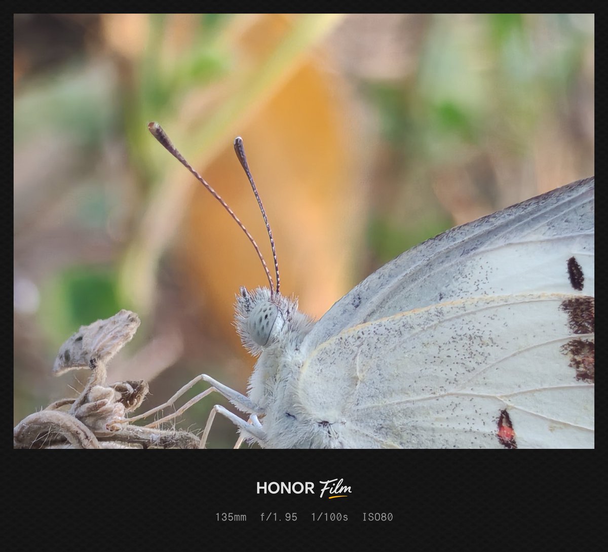Yogeswaran14129's tweet photo. Shot on #HONOR200
#mobilephotography #ShotOnSnapdragon #mobileclicks #shotonphone #nature #honorphotography #butterfly https://t.co/g134DQ1c5P