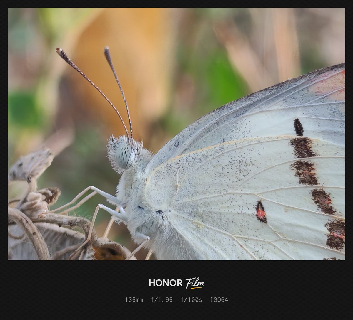 Yogeswaran14129's tweet photo. Shot on #HONOR200
#mobilephotography #ShotOnSnapdragon #mobileclicks #shotonphone #nature #honorphotography #butterfly https://t.co/g134DQ1c5P