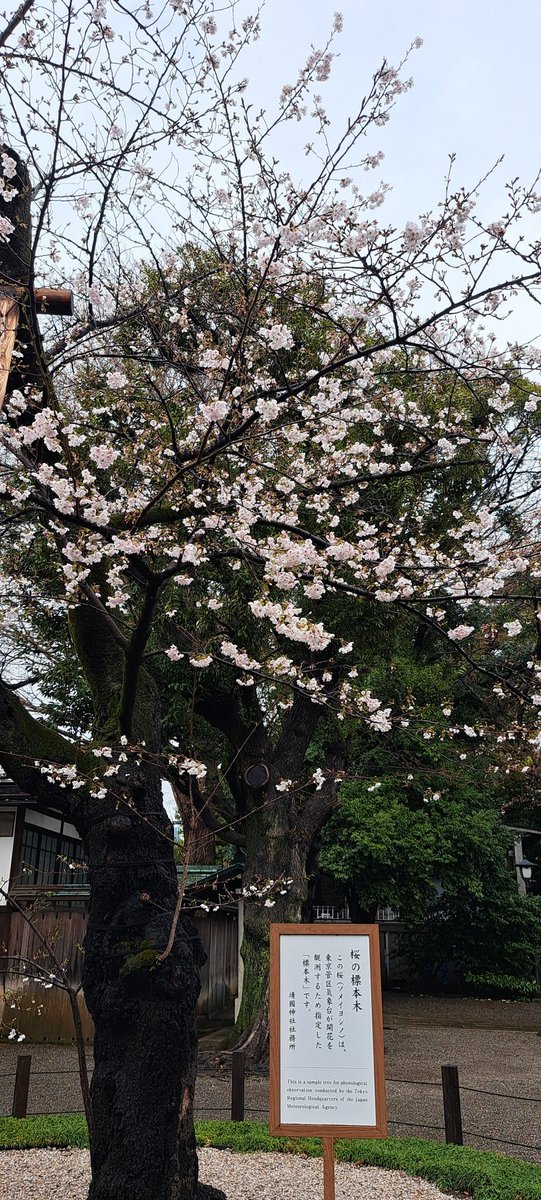 pretty_ponta's tweet photo. 今日の靖国神社の標本木と千鳥ヶ淵の
桜開花状況 https://t.co/FcKBfYoePK