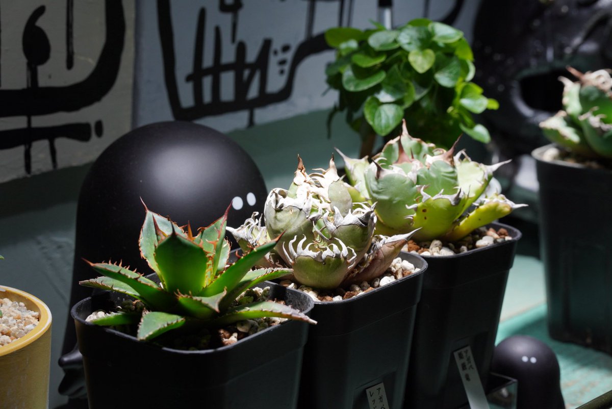 雪駄｛筆字　絵描き tweet media