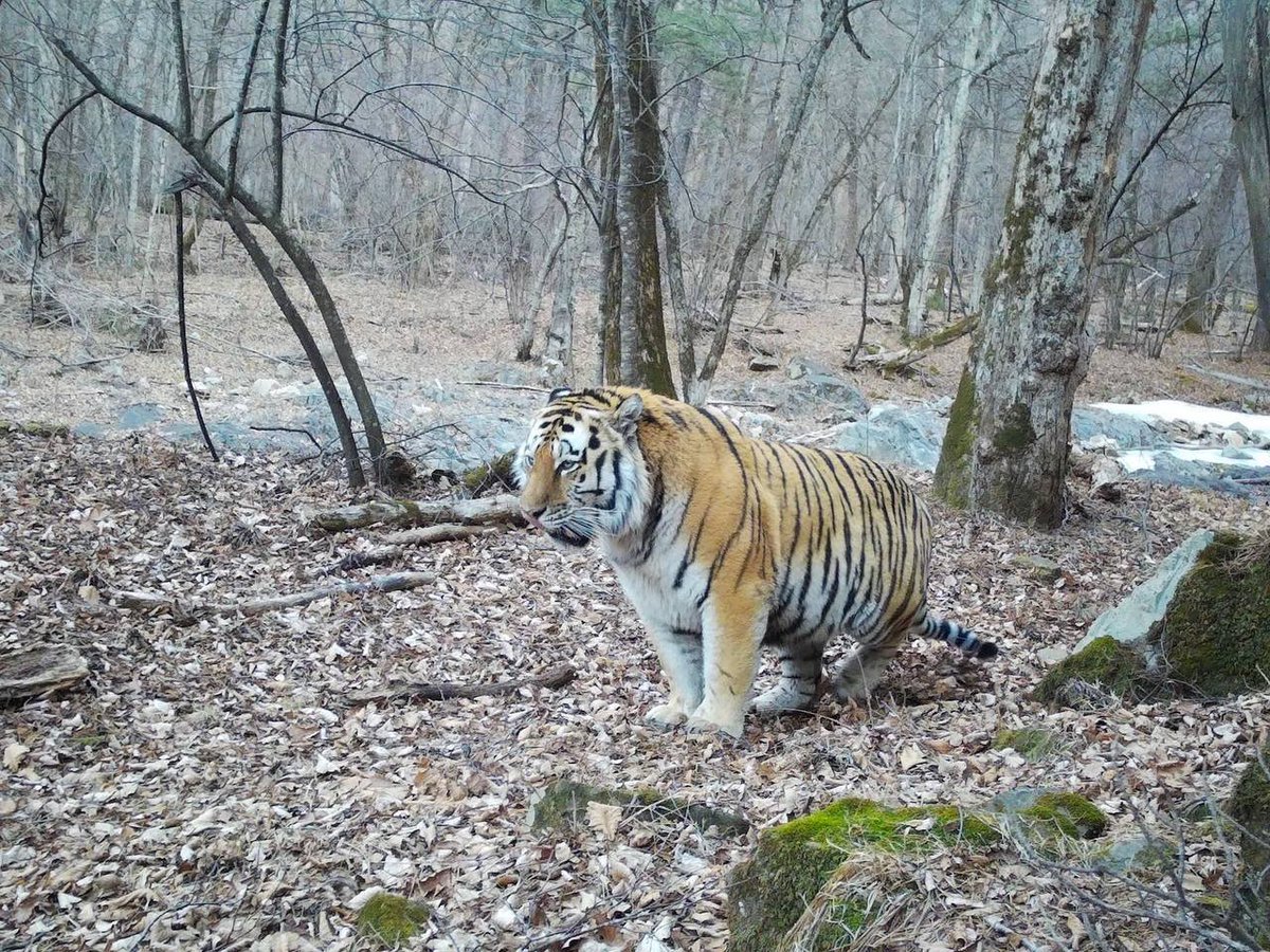 Мыш Нелетучий tweet media