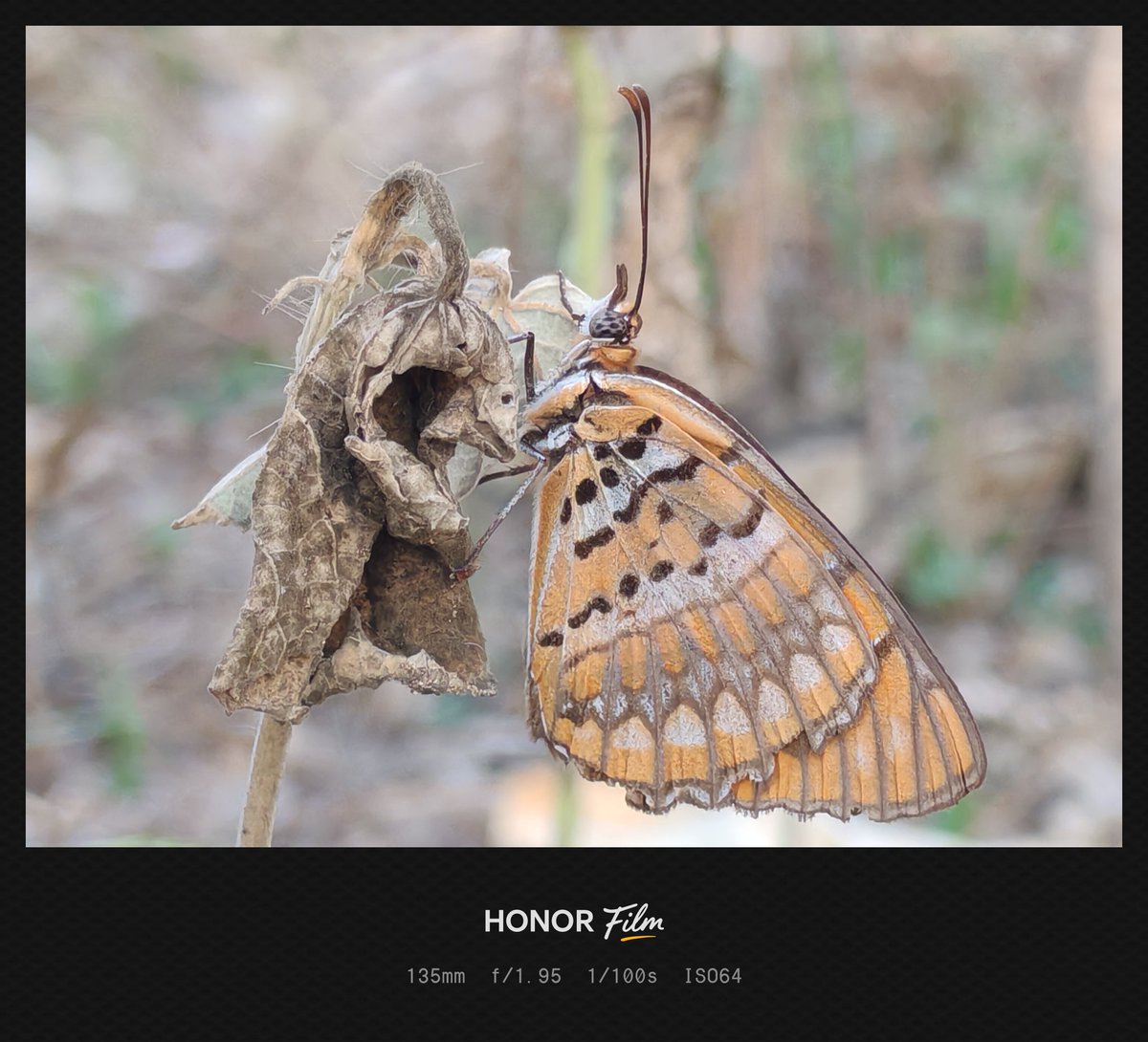 Yogeswaran14129's tweet photo. Shot on #HONOR200
#mobilephotography #ShotOnSnapdragon #mobileclicks #shotonphone #nature #honorphotography https://t.co/ifXJgCXNcx