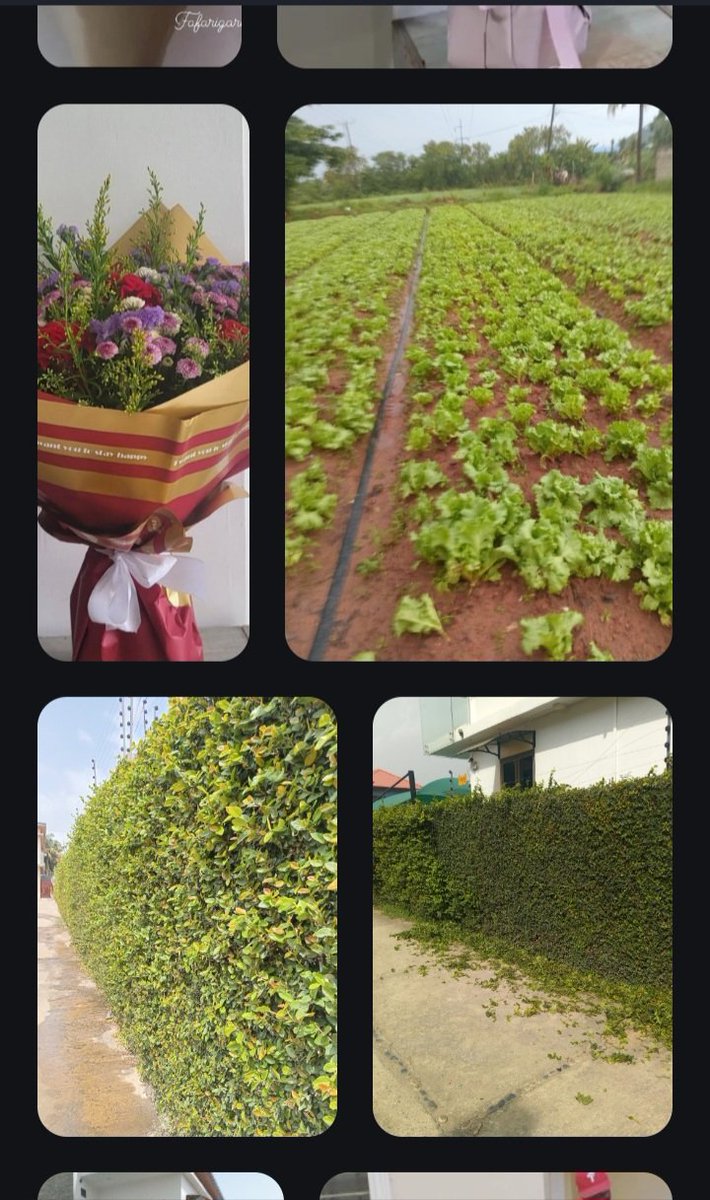 RonnyFurgesson's tweet photo. @thenanaaba Land scape designer from the School of Horticulture 
*landscape 
*flower bouquets 
*Vegetables farming https://t.co/KOIYTwgb5f