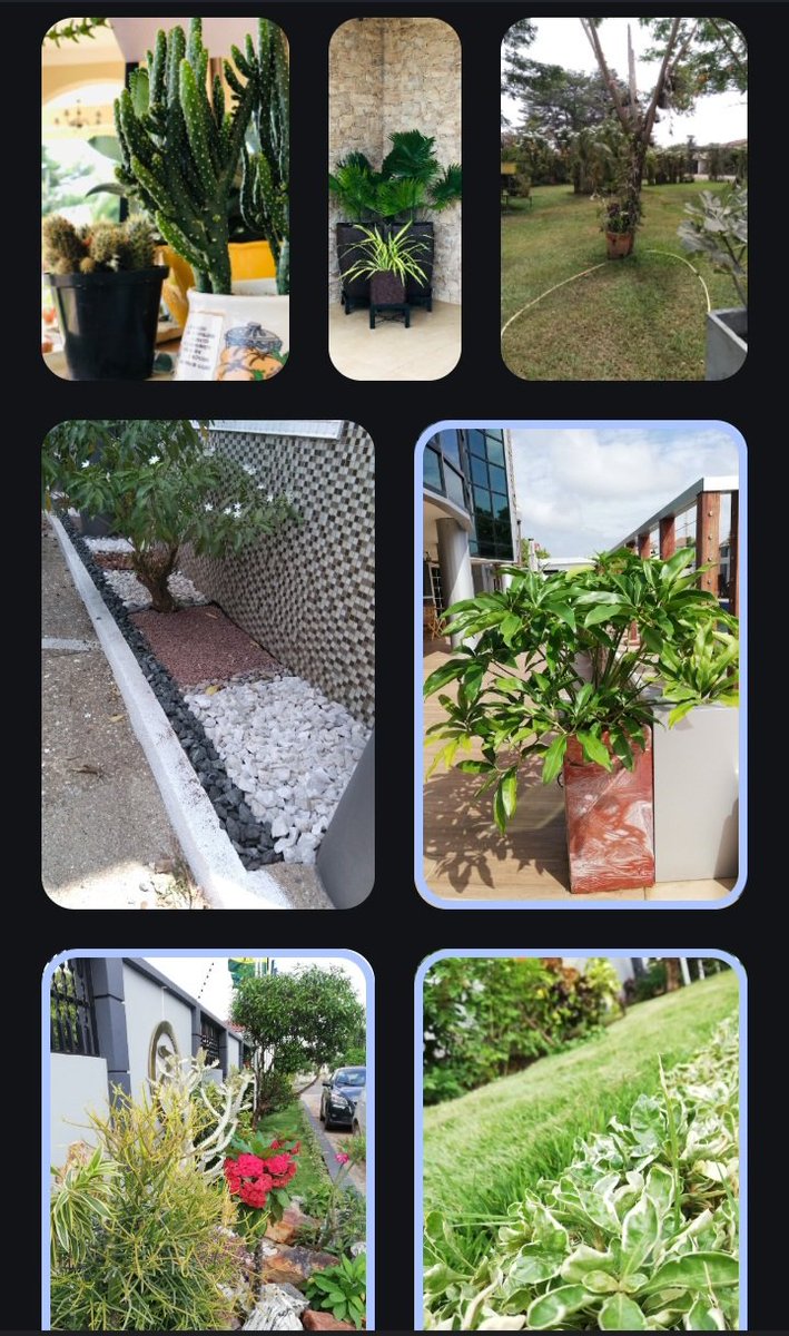 RonnyFurgesson's tweet photo. @thenanaaba Land scape designer from the School of Horticulture 
*landscape 
*flower bouquets 
*Vegetables farming https://t.co/KOIYTwgb5f