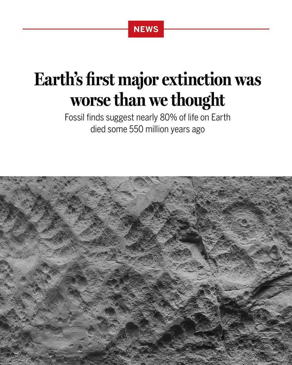 ScienceMagazine's tweet photo. About 570 million years ago, life was confined to the seas. Large, strangely shaped invertebrates attached themselves to the sea floor, their fleshy fronds collecting nutrients that drifted by. These bizarre life forms, known as the Ediacaran biota, eventually disappeared. But researchers have long debated whether their die-off was truly cataclysmic.

New research now offers a reappraisal of the extinction that claimed many of these creatures, known as the Kotlin Crisis—and reveals that it may have been far more extensive than previously thought, extinguishing a similar percentage of species as the asteroid-driven calamity that killed the dinosaurs 66 million years ago.

Learn more: https://t.co/ijFlvGOkgz @NewsfromScience