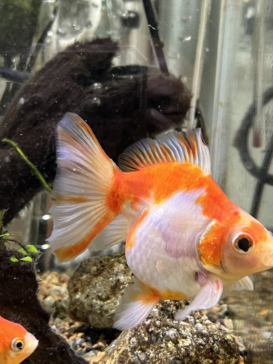 やぎʚ♡ɞ tweet media