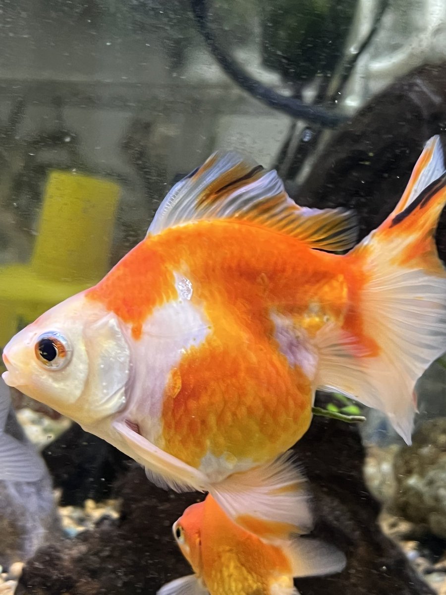 やぎʚ♡ɞ tweet media