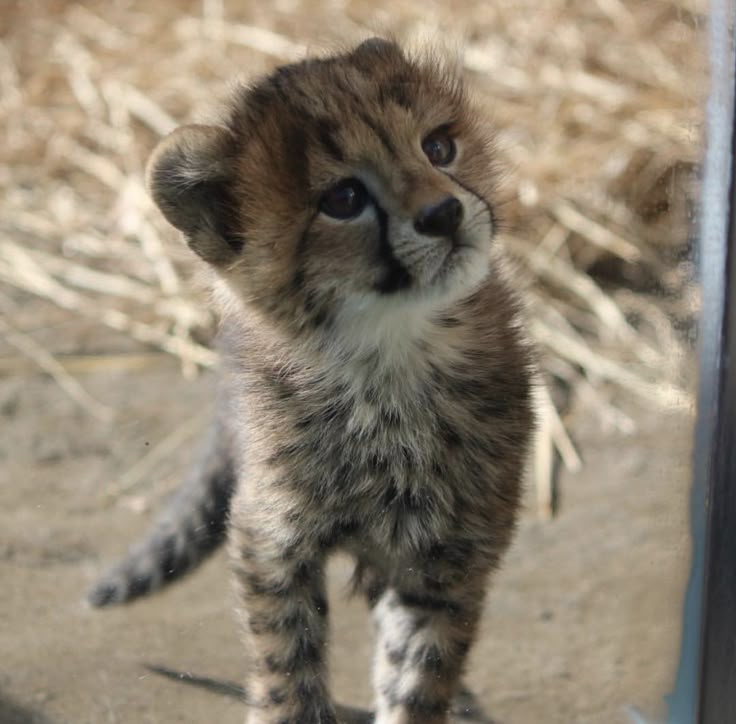 벤자민 tweet media