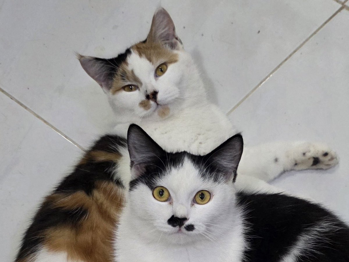 แมวทองมี กวีพเนจร tweet media