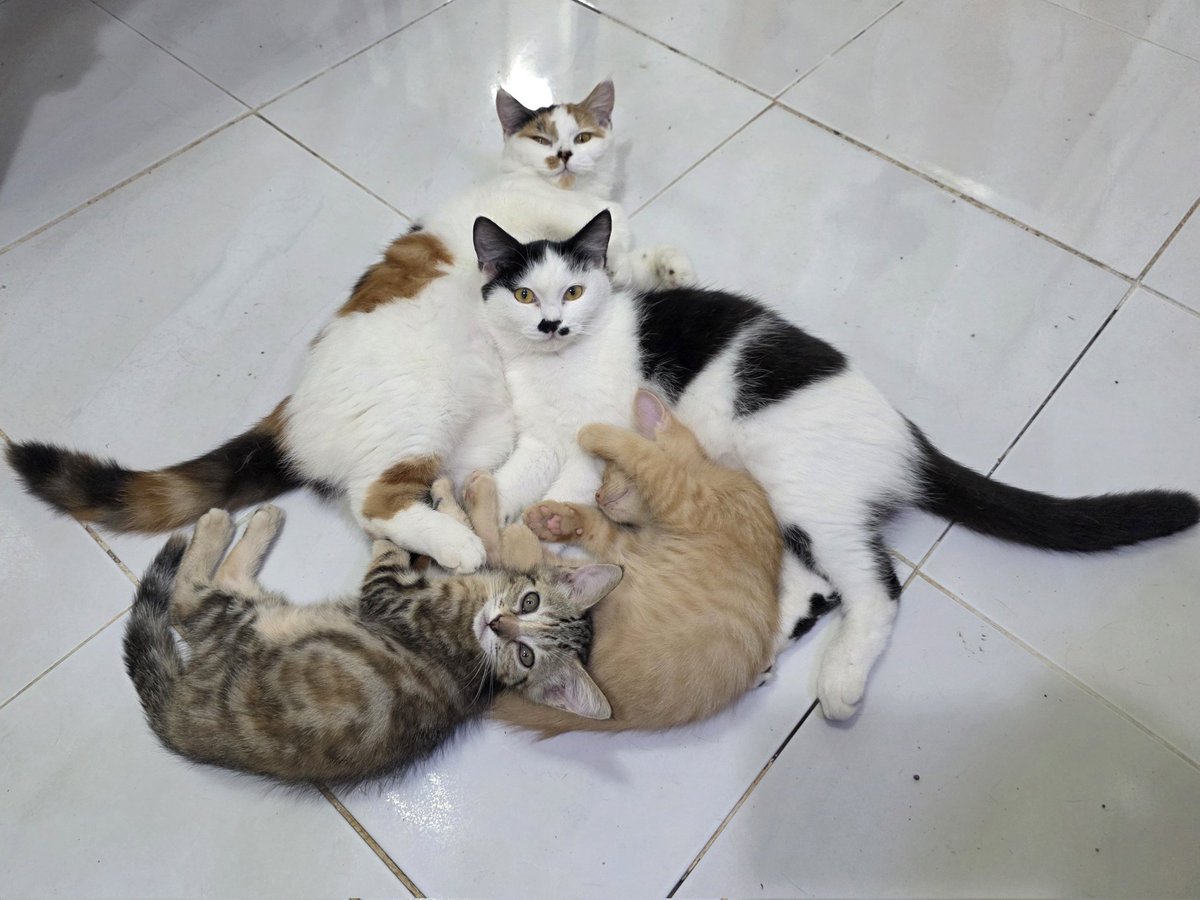 แมวทองมี กวีพเนจร tweet media