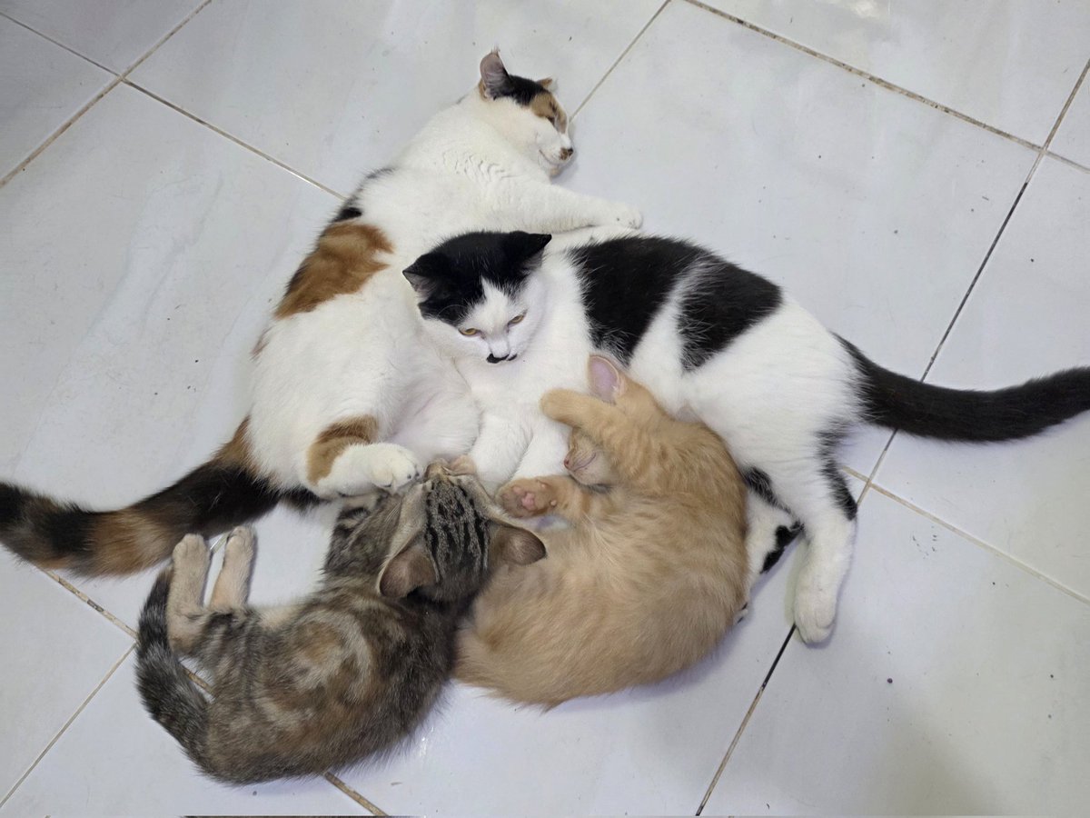 แมวทองมี กวีพเนจร tweet media