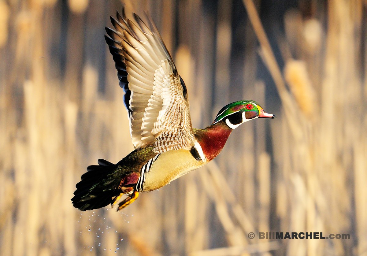 Bill Marchel tweet media