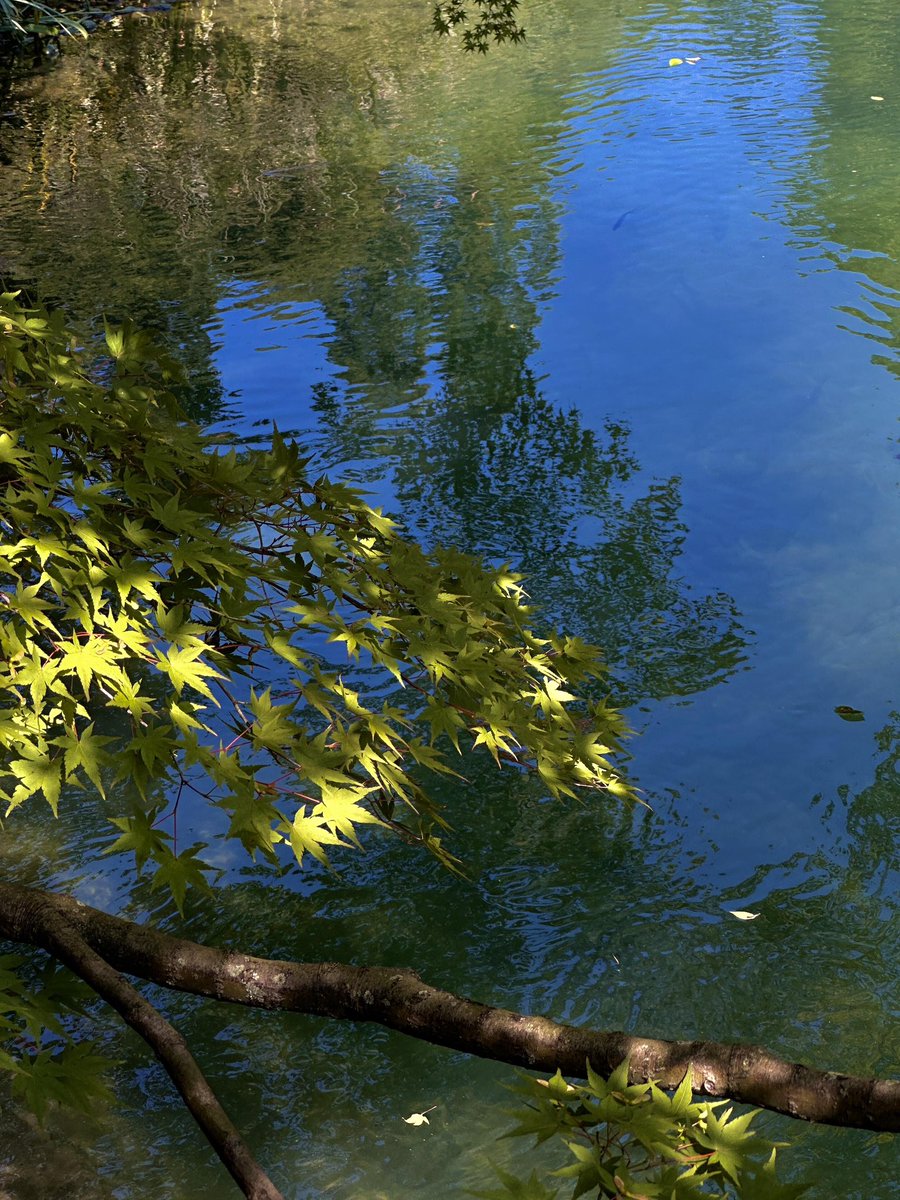 Jocaccia tweet media