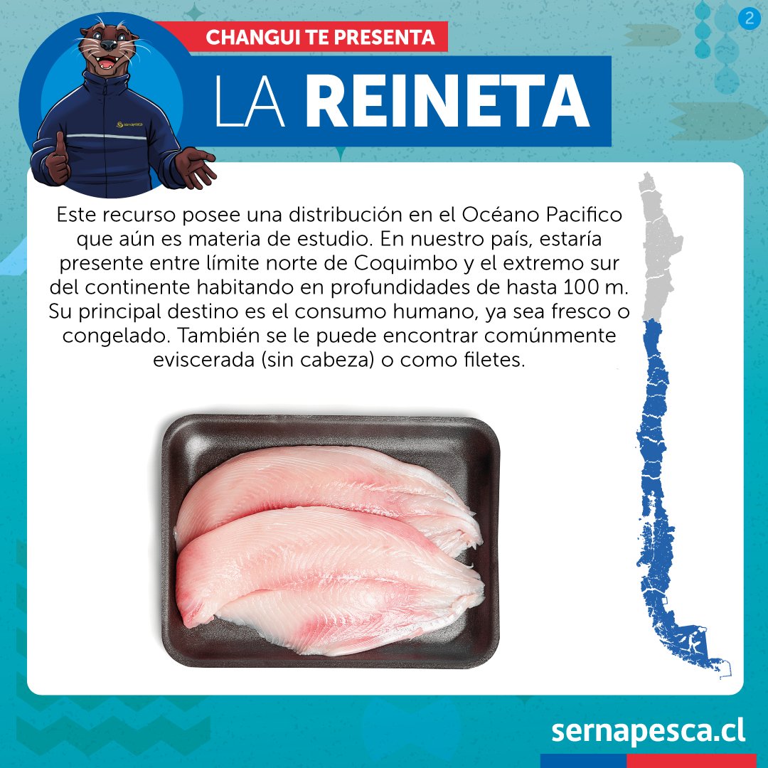 sernapesca's tweet photo. Hoy @chungungosnp presenta la reineta, un pez pelágico muy popular a nivel gastronómico y con amplia distribución en las costas de nuestro país desde Coquimbo hasta el extremo sur. Por lo general se consume fresco pero también se encuentra congelado, en formato de filete u otros. https://t.co/0gem4pe1sn