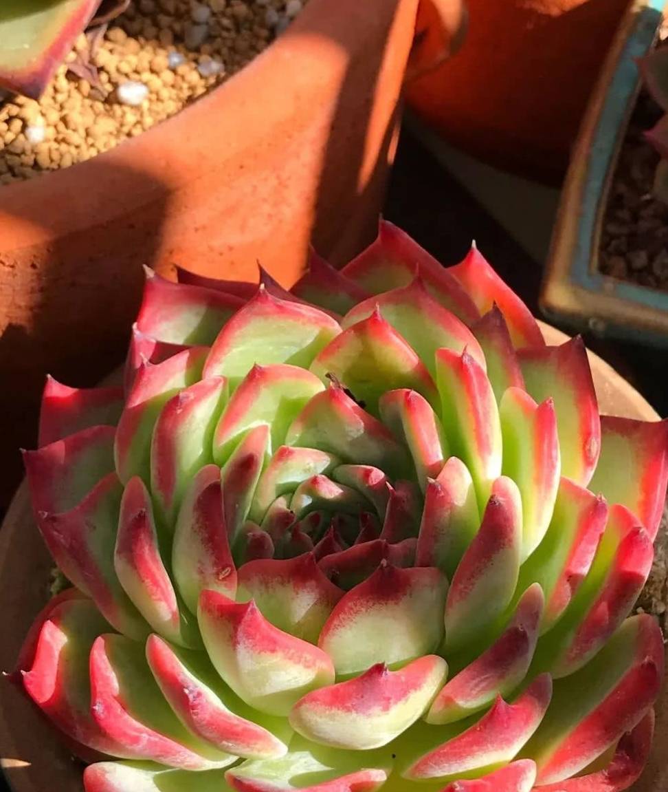 Jennifer tweet media