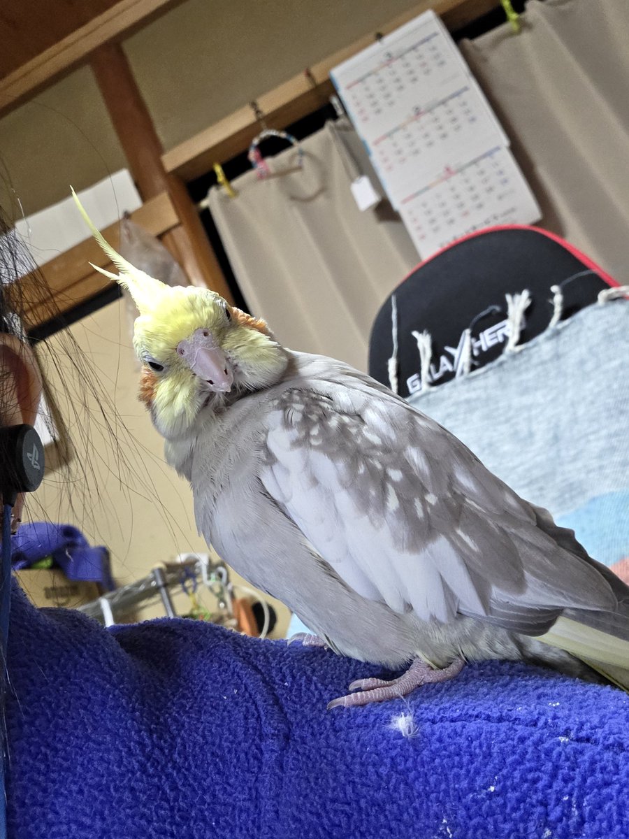 TomokoMorishit1's tweet photo. この顔、何かに似ている🥰
何だろう？(笑)

#オカメインコ https://t.co/psC0r2SNBm