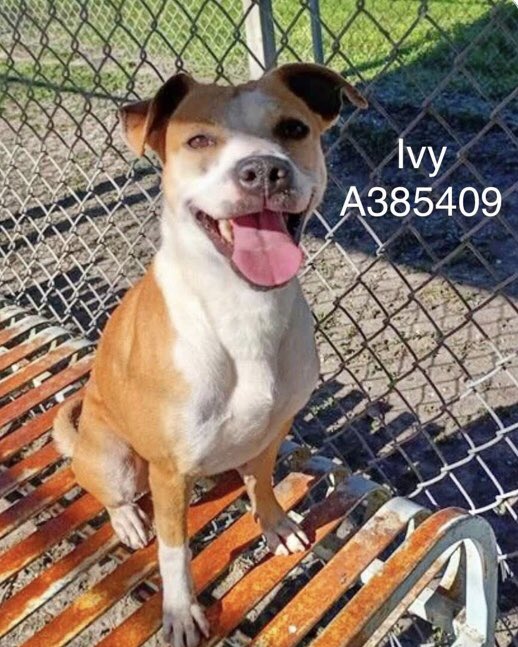 LisaBrabson's tweet photo. IVY #A385409 2YO 
IVY is the sweetest baby,she wakes up every day in a bright happy mood,hoping this will be the last day at at hideous shelter
She never gives up hope!
So gentle,playful,well mannered,so very loving!
Plz #Adopt #Foster or #Pledge just plz save her #CorpusChristi https://t.co/7Zxfg2xGlO