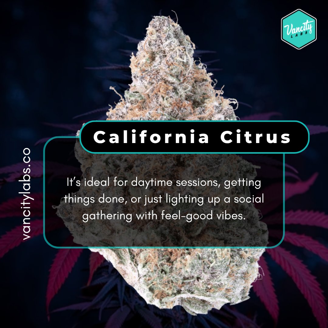 vancitylabsco's tweet image. California Citrus 🍊✨
Perfect for daytime energy, staying productive, or elevating any social moment with feel-good vibes. Stay focused, stay lifted, and enjoy every moment. 🌿🔥

🌐  vancitylabs.co/product/califo…

#CaliforniaCitrus #DaytimeVibes #StayProductive #FeelGood