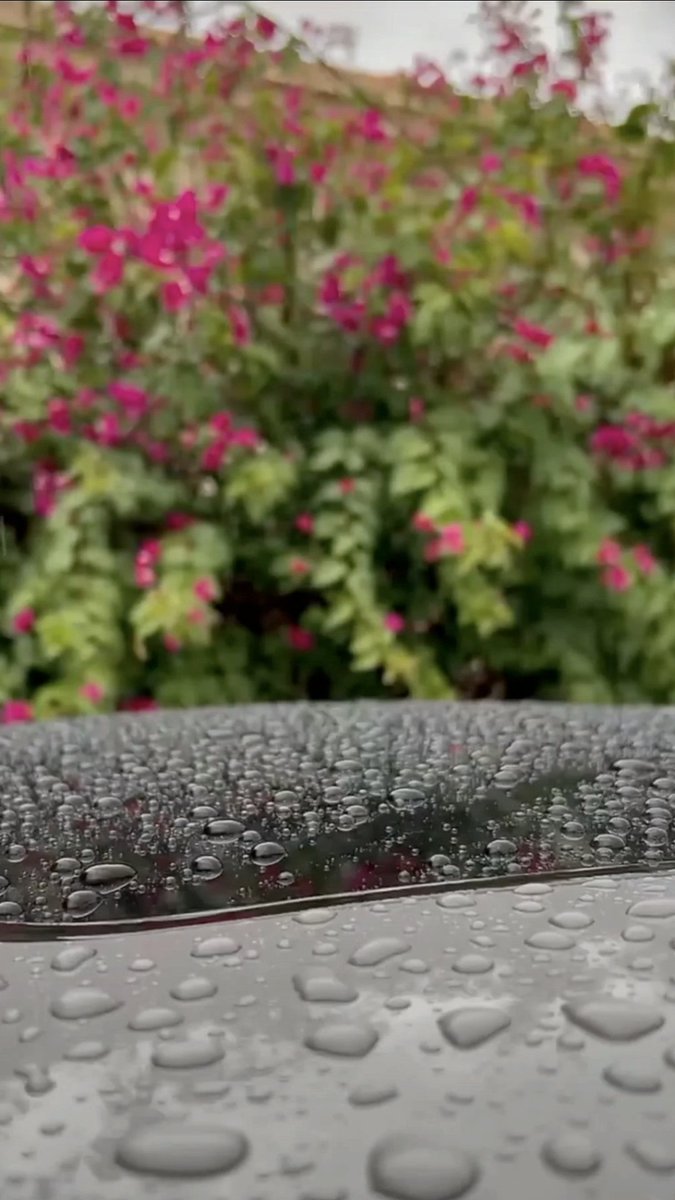 زهـــــــرة🌸. tweet media