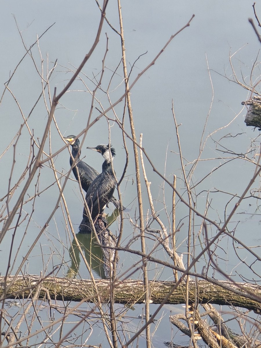 파우스트 오너 전구 tweet media
